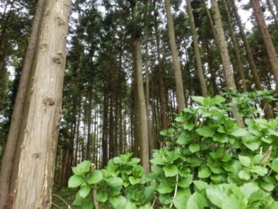 美肌効果に注目！ひのき酵素風呂の魅力